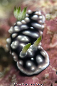 Goniobranchus geometricus nudibranch by Jose Maria Abad Ortega 